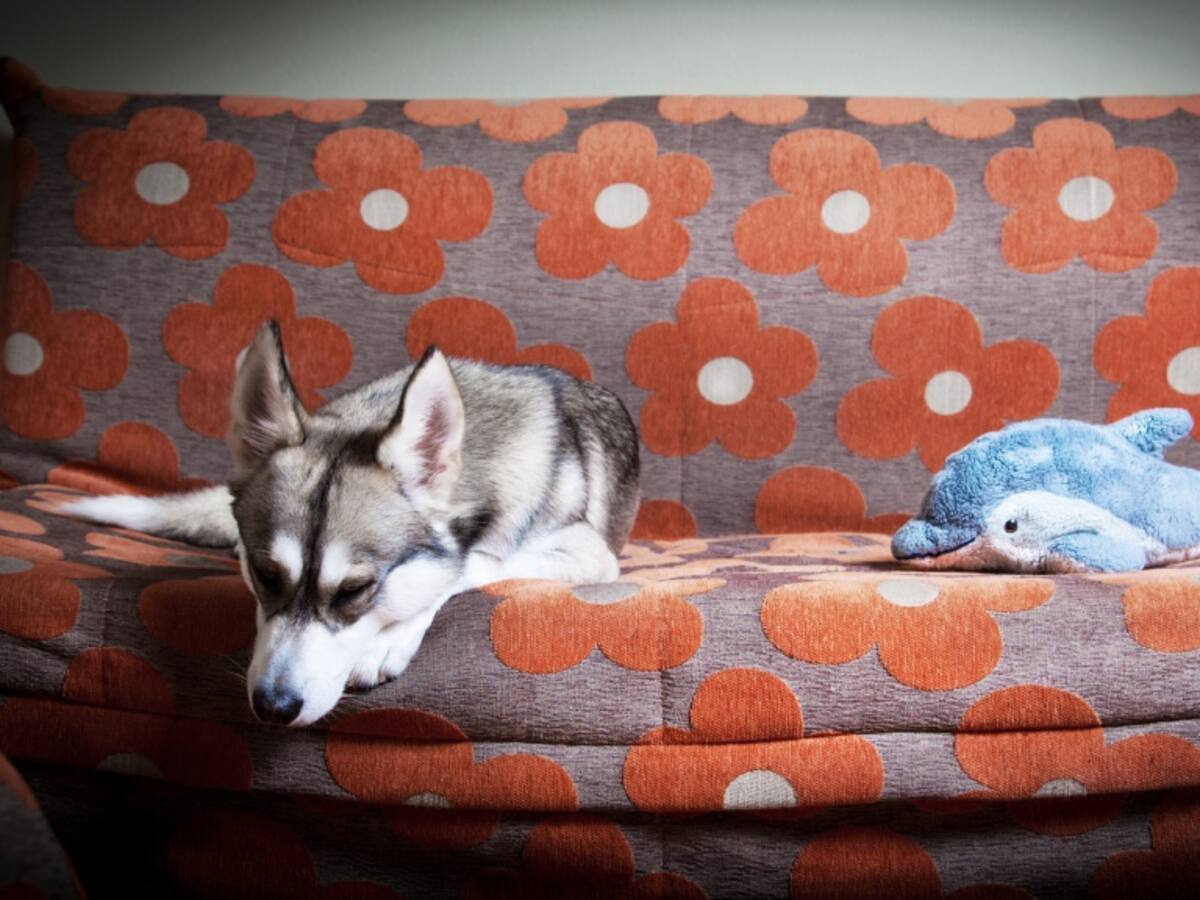 Razas de perros que no deberían vivir en apartamentos, según expertos