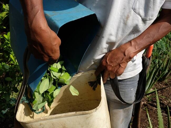 Informe de la ONU revelará que este año existen 2.000 hectáreas menos de coca que en 2018. Foto: Getty Images