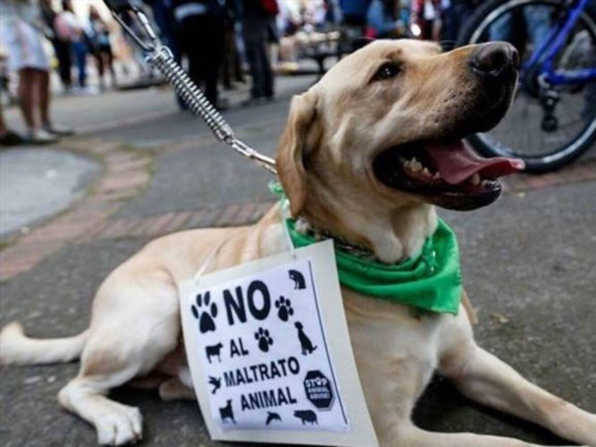 Fiscalía investiga caso de perro despellejado en Saboyá