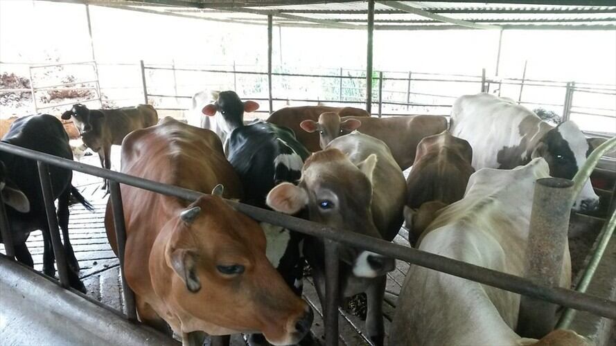 Esta campaña se realizará entre el 9 de noviembre y el 23 de diciembre de 2020 / imagen de referencia. Foto: Colprensa