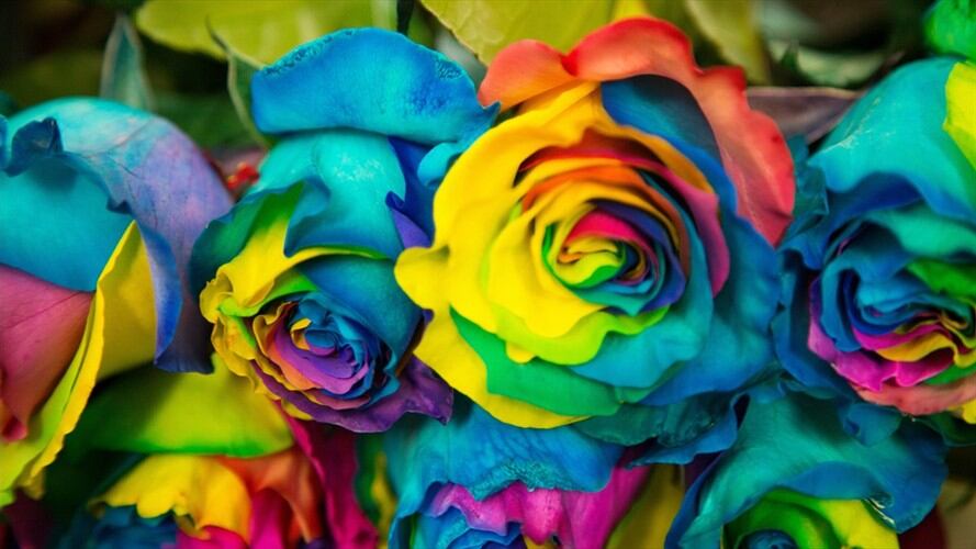 Regala emociones con las flores de Colombia en amor y amistad. Foto: