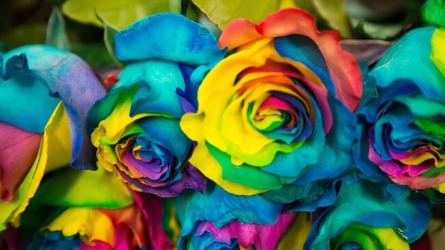 Regala emociones con las flores de Colombia en amor y amistad. Foto: