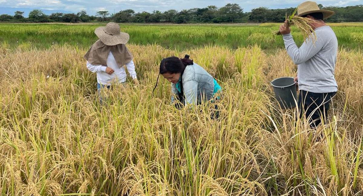 Arroceros | Foto: Fondo Latinoamericano para Arroz de Riego