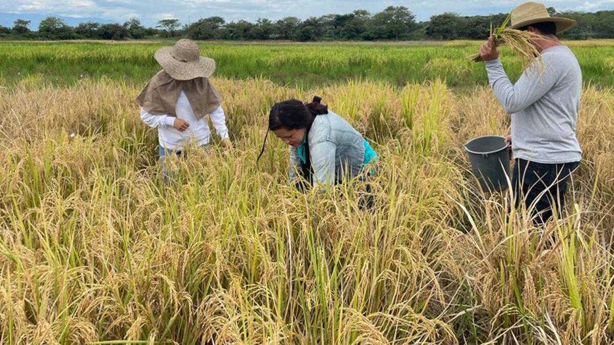 Productores del arroz advierten que “si no hay acuerdos con el Gobierno, habrá paro”