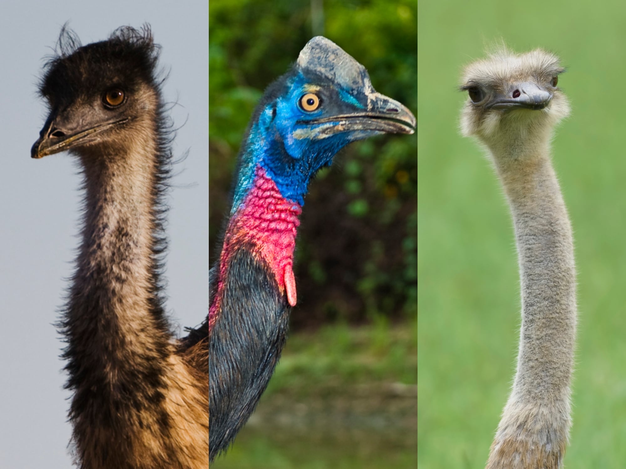 Ratites. Fotos: Getty Images.