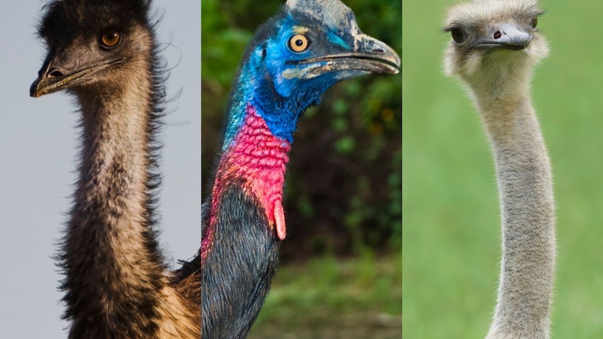¿Cuál es el ave más grande del mundo? No vuela