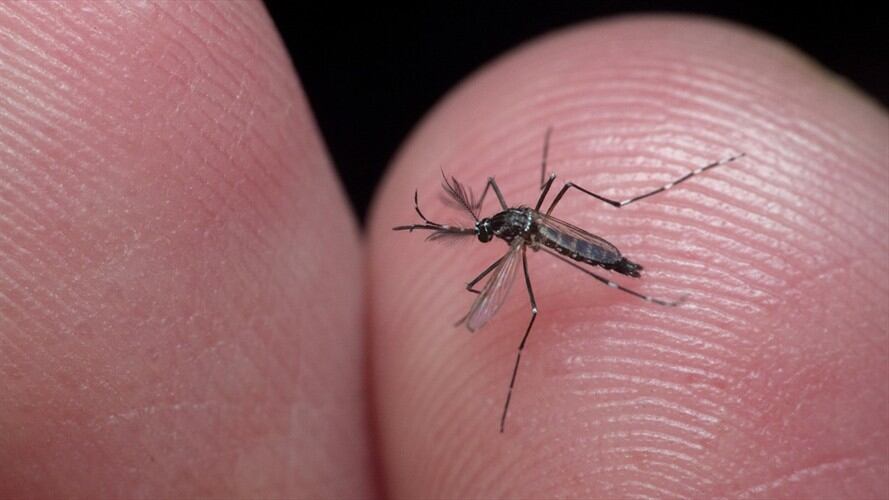El municipio con más casos de dengue es Montería, donde se reportan 523 personas afectadas. Foto: Getty Images