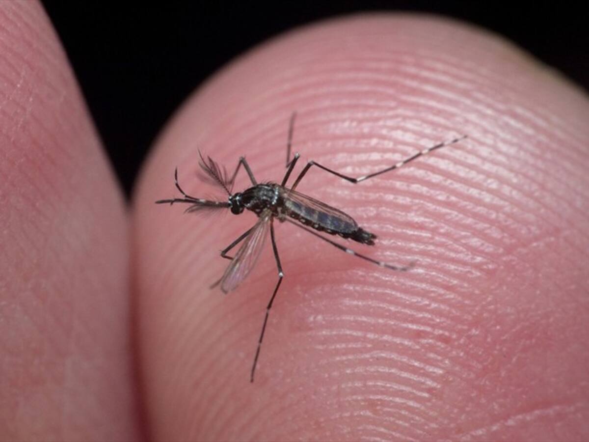 En Córdoba reportan más de 1.300 casos de dengue