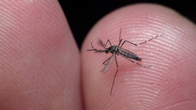 El municipio con más casos de dengue es Montería, donde se reportan 523 personas afectadas. Foto: Getty Images