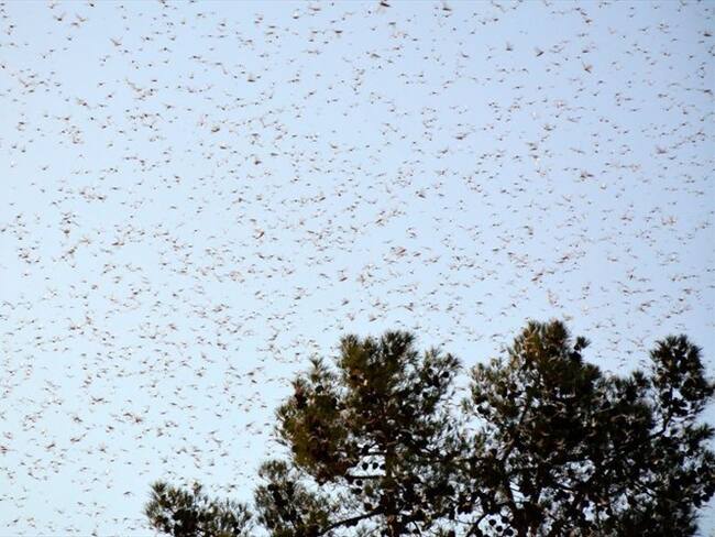 Los riesgos que corre Latinoamérica ante la llegada de plaga de langostas