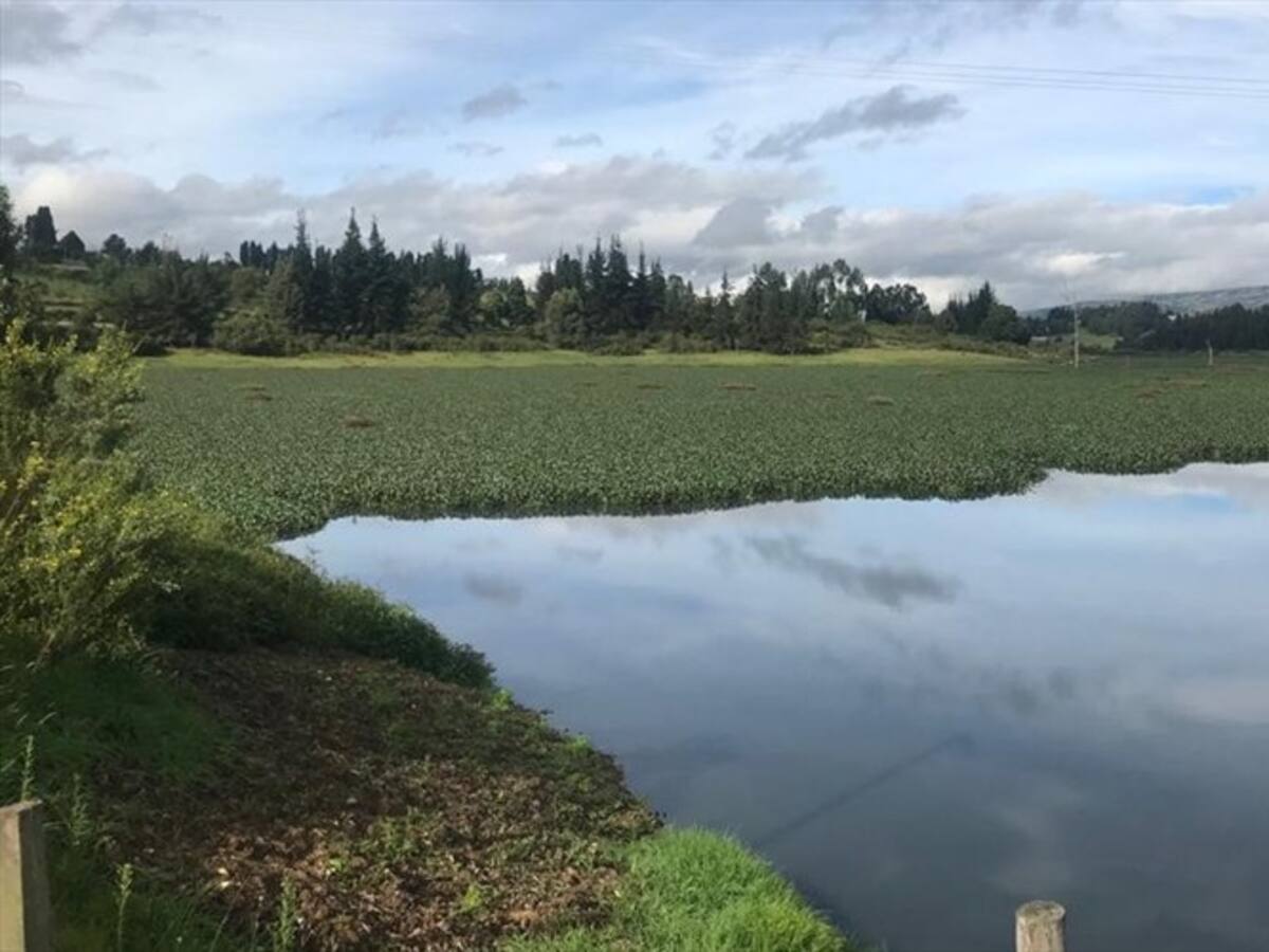 Familias de la represa la playa en Tuta, Boyacá piden ayuda por alta contaminación