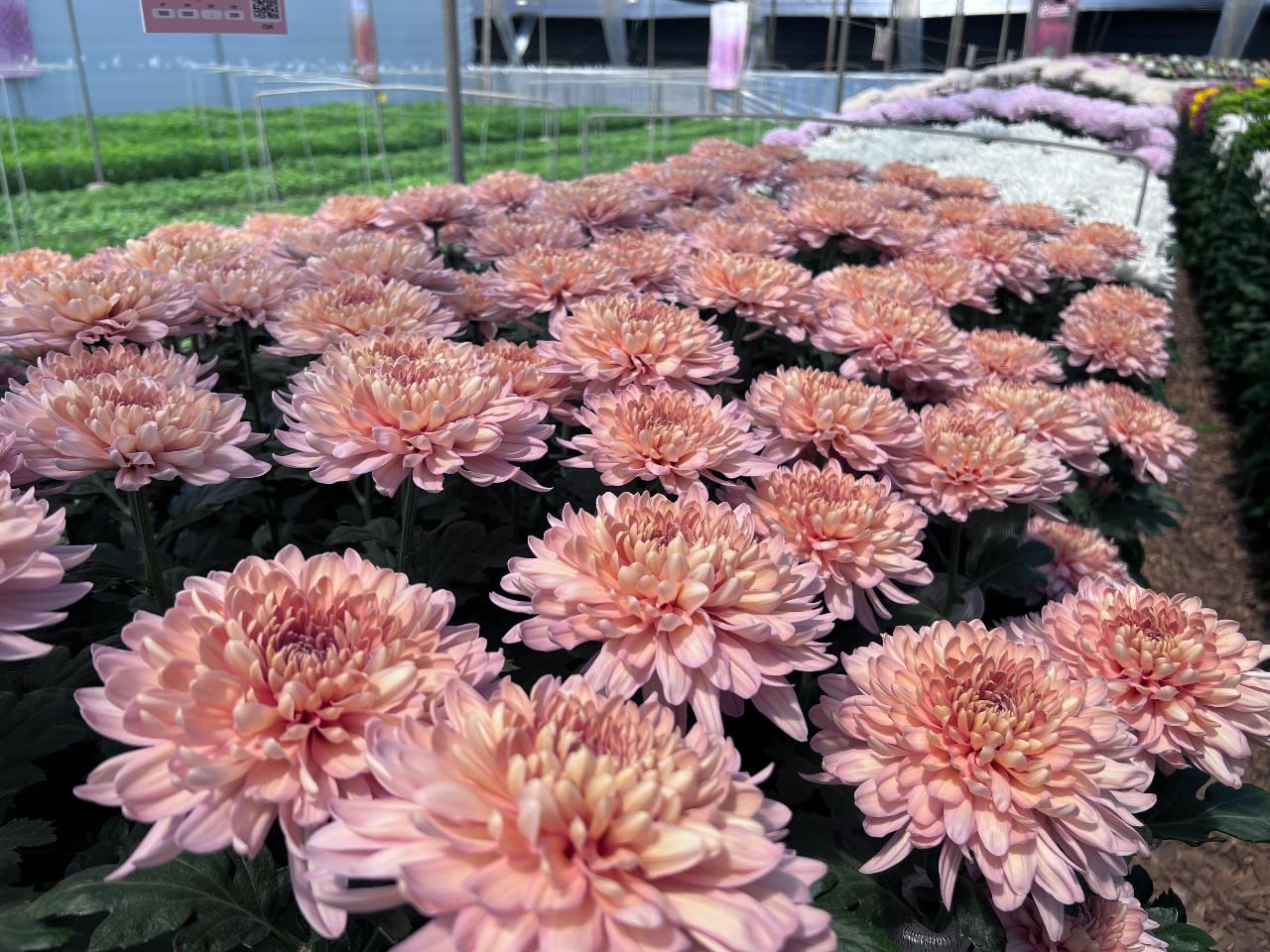 Boyacá se ha consolidado como un importante productor de flores, especialmente de variedades como rosas, claveles y crisantemos / Foto: Suministrada.