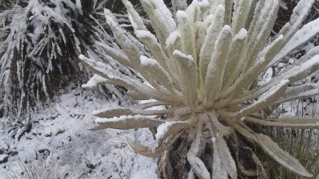 Así disfrutaron los turistas y caminantes la espectacular caída de nieve en el reconocido parque natural.. Foto: Jorge Herrera