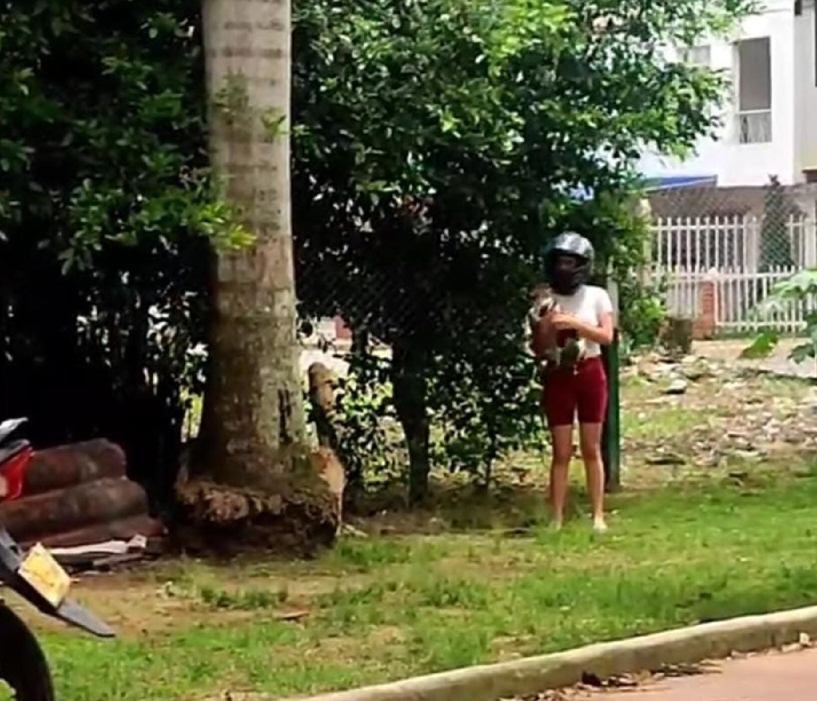 Abandono gatos/ tomada de videos de Camilo Ballesteros