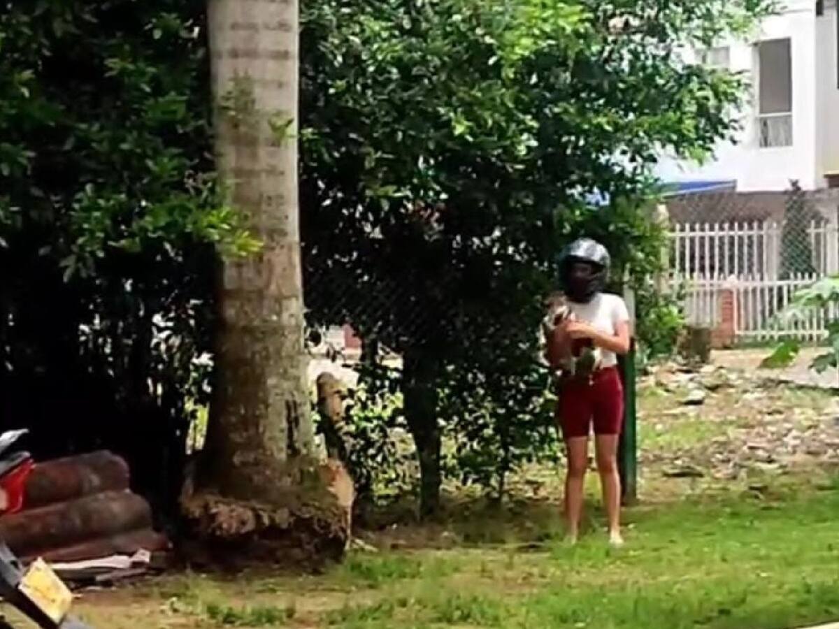 Multa millonaria a mujer que abandona gatos en un parque de Bucaramanga