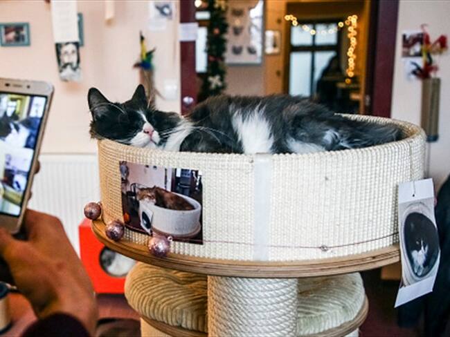 ‘Distrito Appnimal’, la app que le permitirá reportar animales perdidos o en adopción. Foto: Getty Images