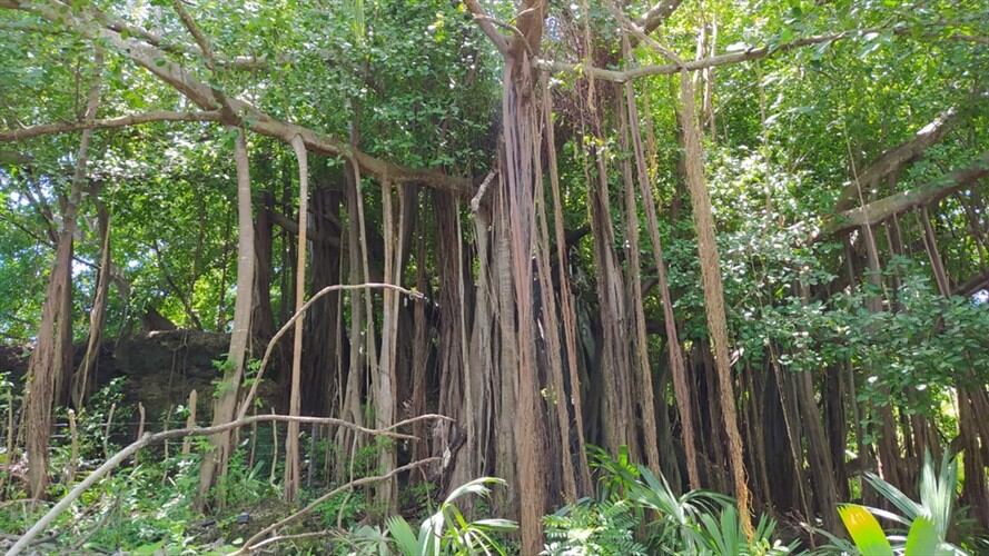 Todo rincón mágico tiene sus emblemas, y en este caso se trata de dos árboles de ese inmenso bosque los que se roban la atención: los conocen en la isla como el Matapalo y el Tún Tún.. Foto: Augusto Puello \ El Caribe Respira