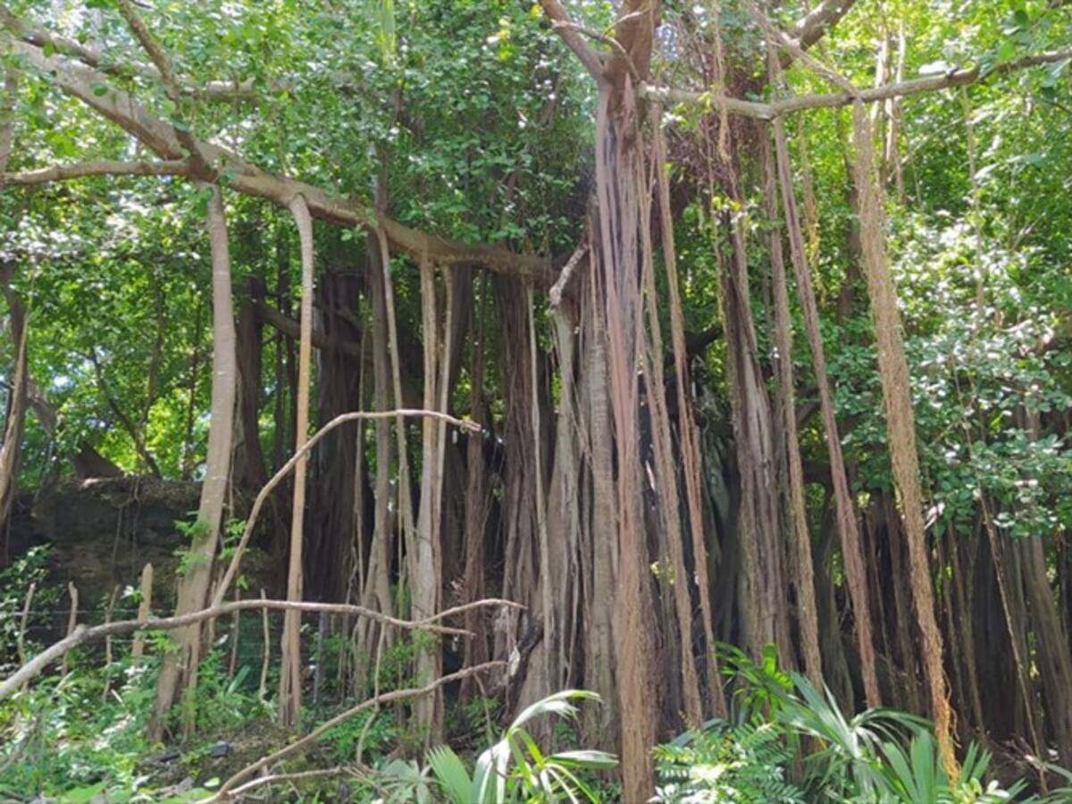 Isla Fuerte: el rincón de los árboles míticos
