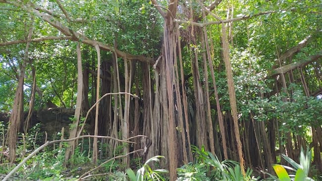 Todo rincón mágico tiene sus emblemas, y en este caso se trata de dos árboles de ese inmenso bosque los que se roban la atención: los conocen en la isla como el Matapalo y el Tún Tún.. Foto: Augusto Puello \ El Caribe Respira