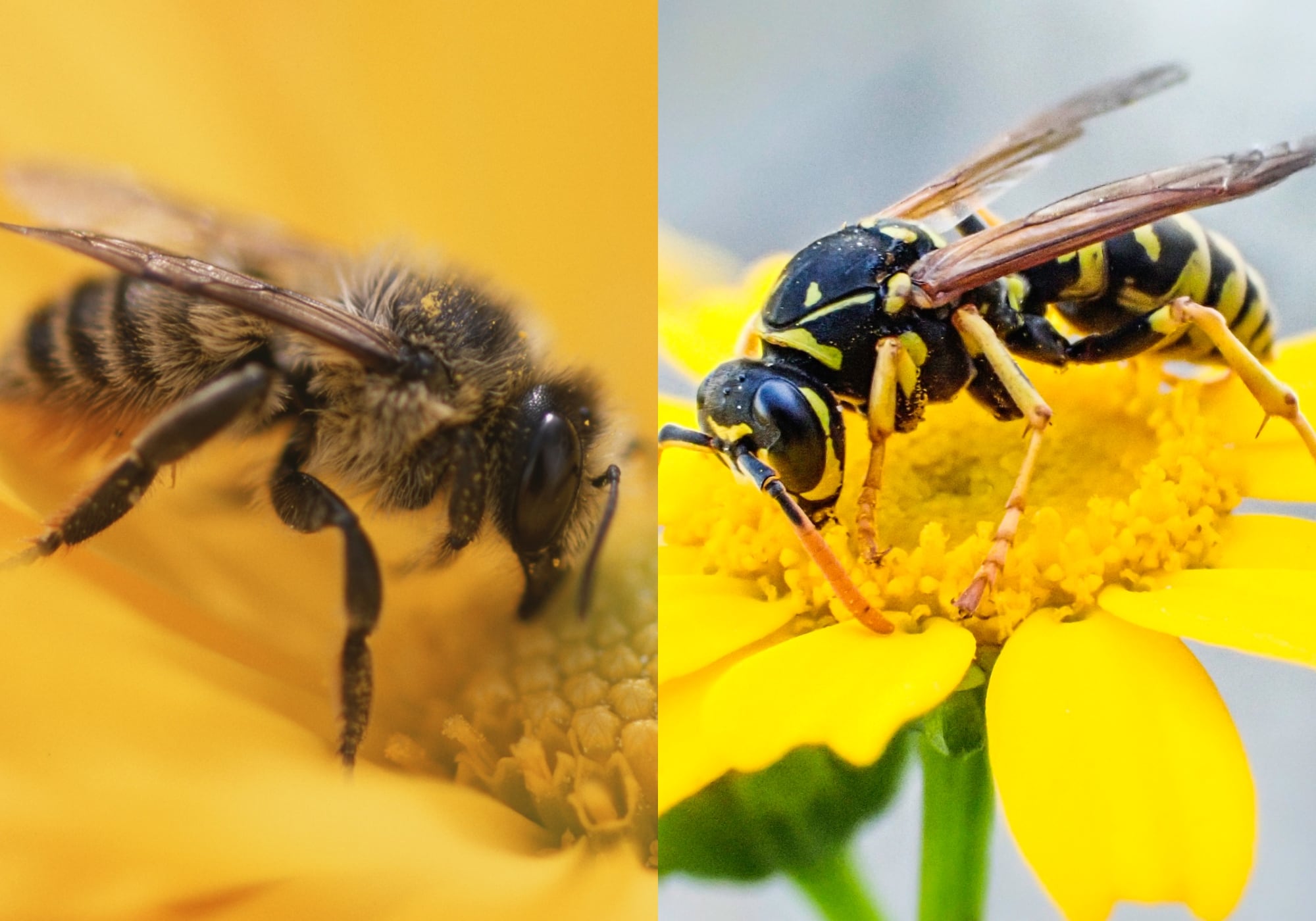 Abeja y avispa. Foto: Getty Images.