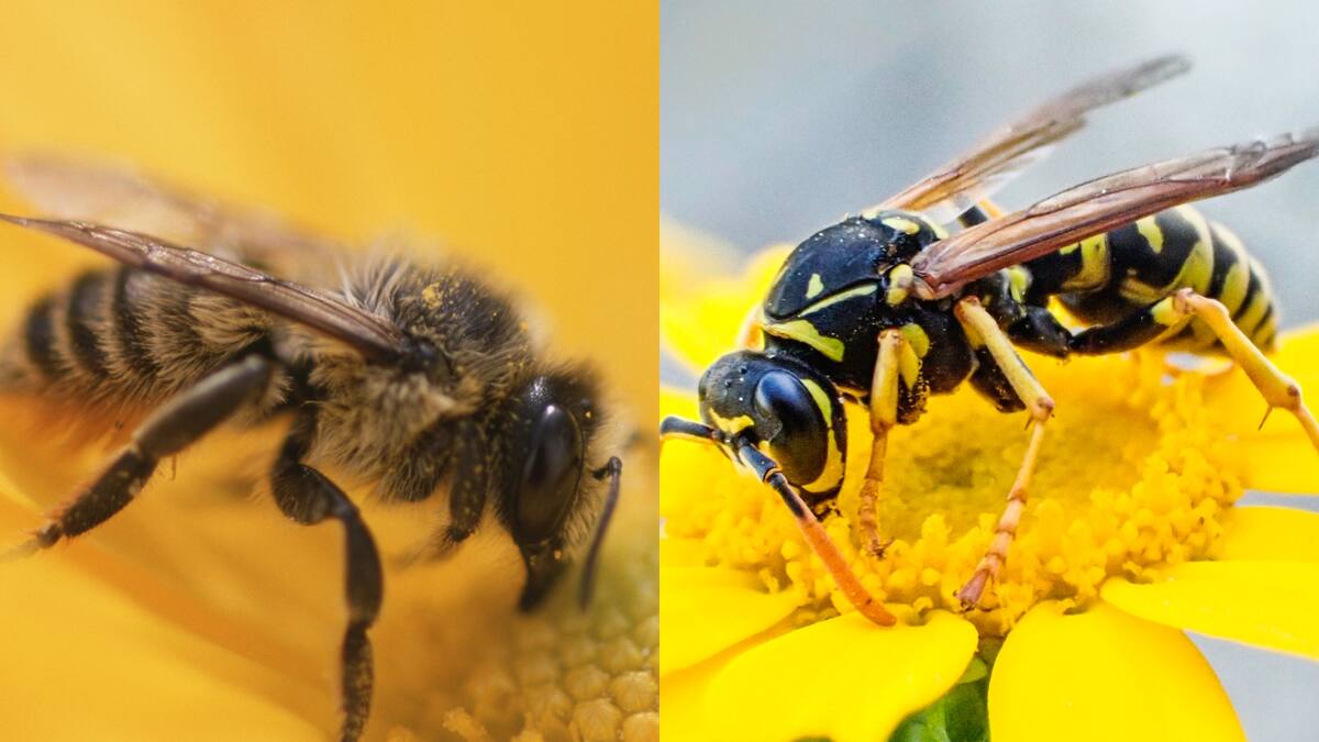 En qué se diferencia una abeja y una avispa: picadura, comportamiento y más rasgos claves