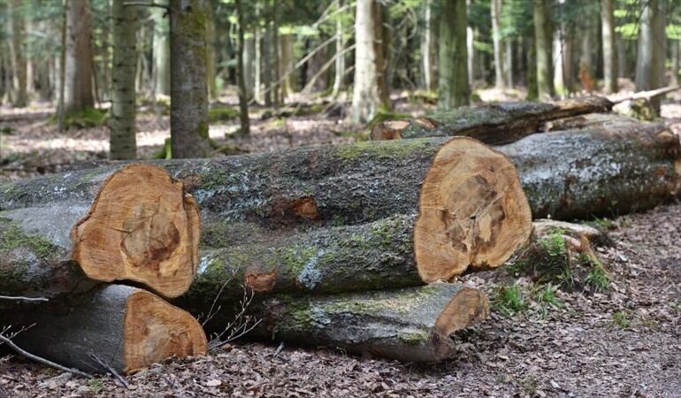 Foto de referencia de árboles talados en un parque. Foto: Getty Images
