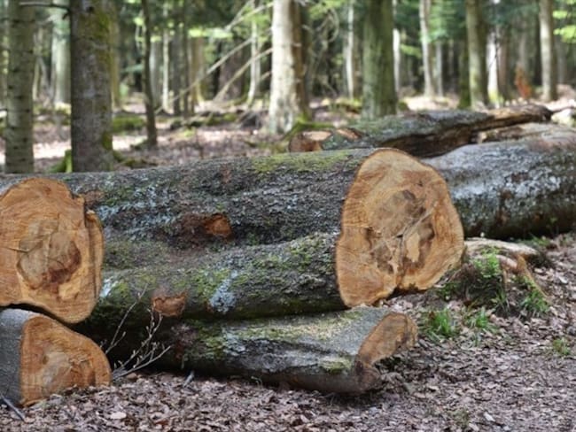 Foto de referencia de árboles talados en un parque. Foto: Getty Images