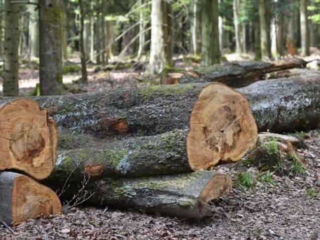 Foto de referencia de árboles talados en un parque. Foto: Getty Images