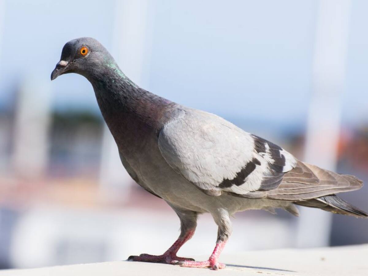 Bogotá: ¿Cuánto costó la vasectomía a las palomas de la Plaza de Bolívar?