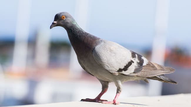 Paloma