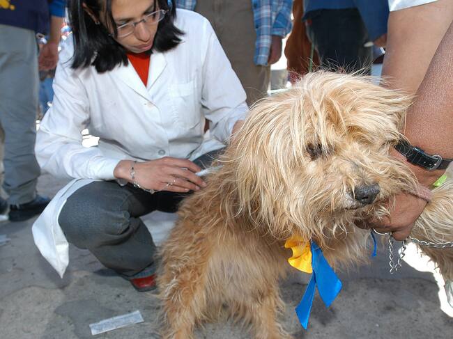 LPZ06- LA PAZ (BOLIVIA),17/08/2003.- Fotografía de archivo fechada el 17 de agosto de 2003 que muestra a una funcionaria del Ministerio de Salud mientras coloca una vacuna anti-rabia a un perro, en La Paz (Bolivia). Acercar las vacunas existentes a los animales domésticos -principalmente perros y gatos- y concienciar a la población de los países menos avanzados en la lucha contra esta enfermedad: esas son las principales recomendaciones de los expertos en vísperas del Día Mundial de Lucha contra la Rabia. EFE/Martín Alipaz /ARCHIVO