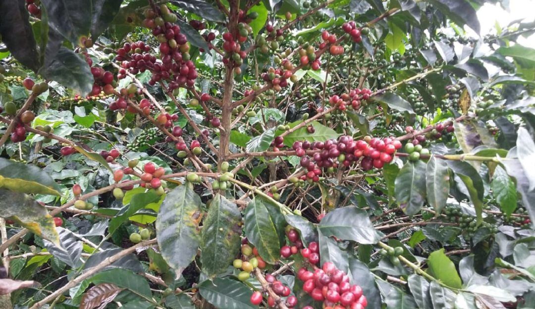 Cosecha cafetera en Caldas