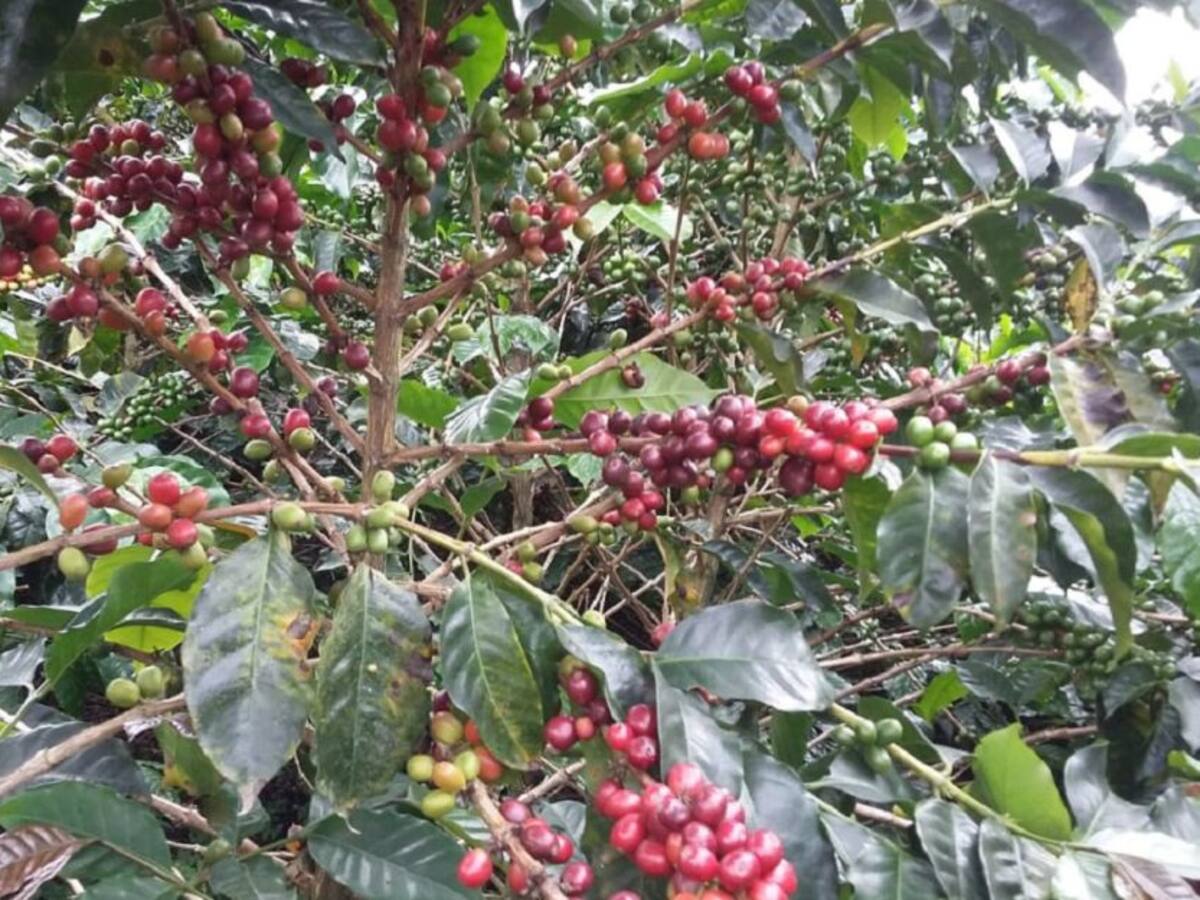 Comité de Cafeteros de Caldas alerta que las lluvias afectarán la cosecha del segundo semestre