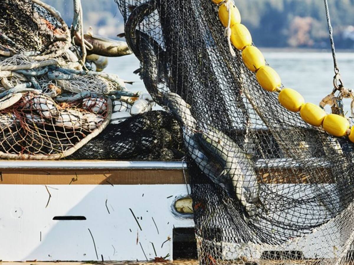 Estudio asegura que pesca de arrastre es responsable del dióxido de carbono en océanos