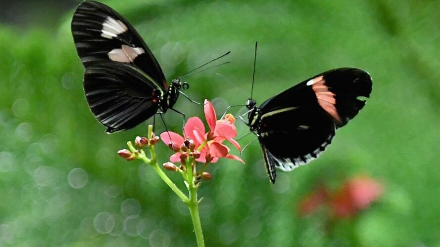 La mujer de 19 años comió 15 mariposas para poder igualar la sensación de estar enamorado.. Foto: Getty Images