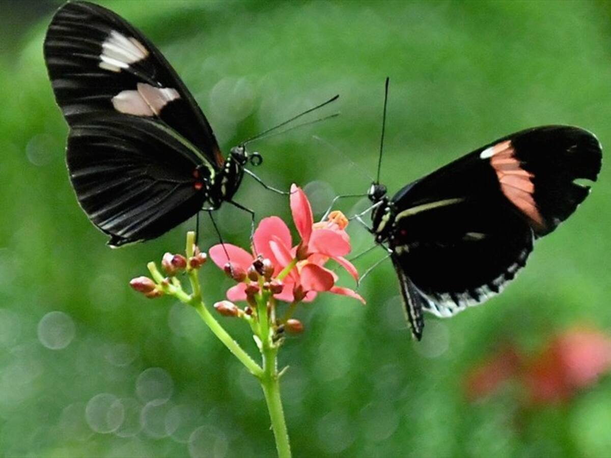 Joven ingirió mariposas para saber que se siente estar enamorada y terminó en el hospital