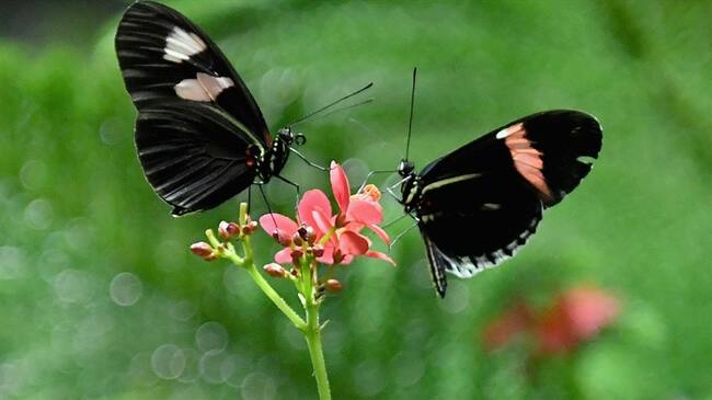 La mujer de 19 años comió 15 mariposas para poder igualar la sensación de estar enamorado.. Foto: Getty Images