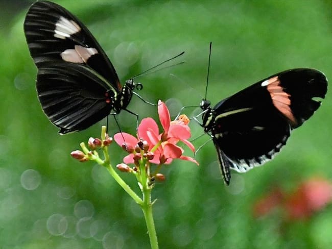 La mujer de 19 años comió 15 mariposas para poder igualar la sensación de estar enamorado.. Foto: Getty Images