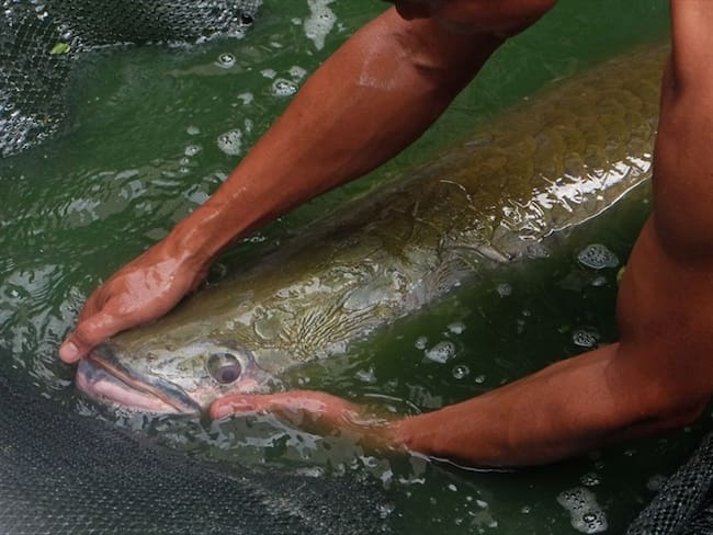 Armada incautó más de cinco toneladas de pescado en Leticia, Amazonas. Foto: Getty
