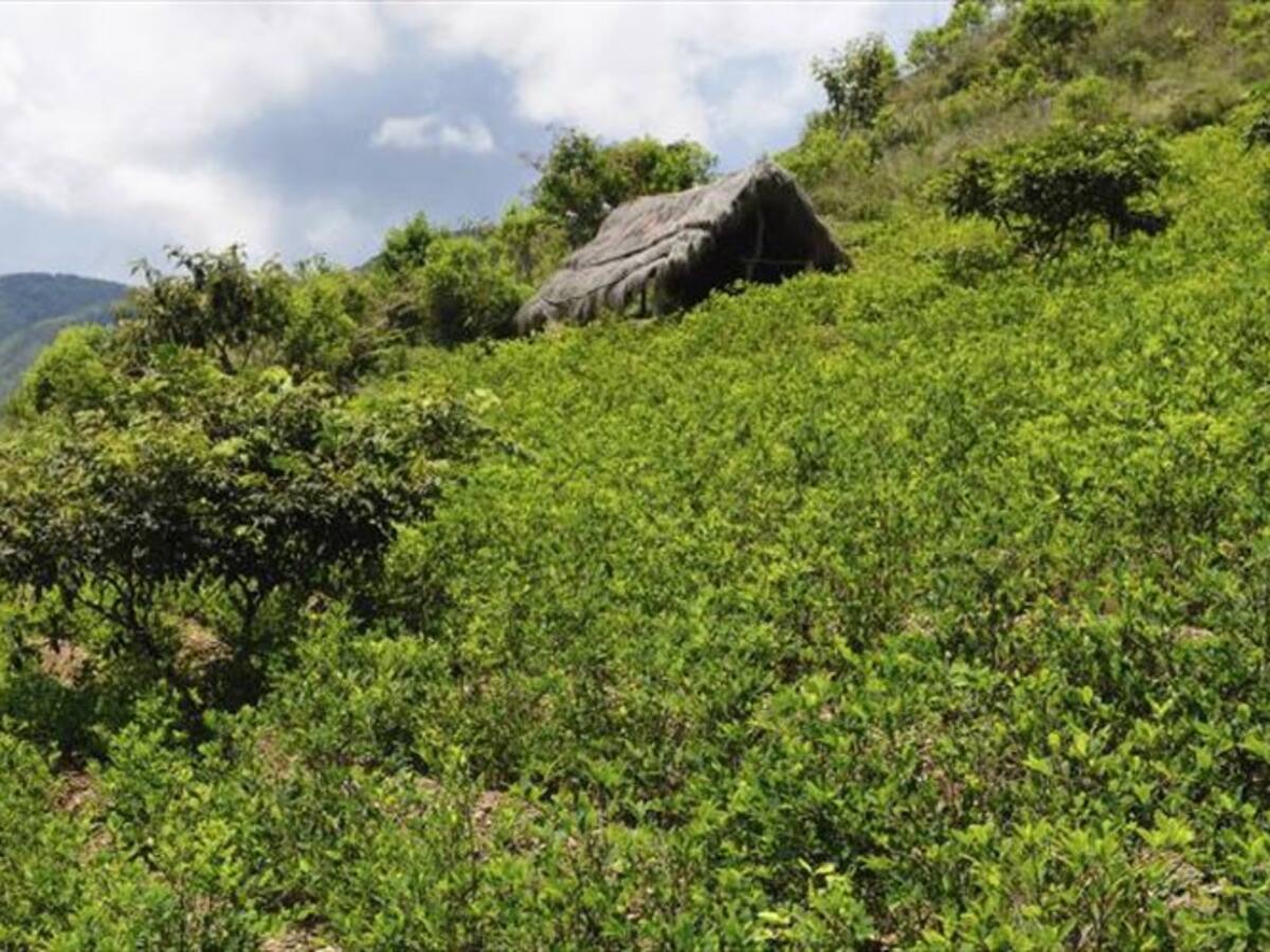 ¿Qué pasará con la fumigación con glifosato tras la decisión de la Corte?
