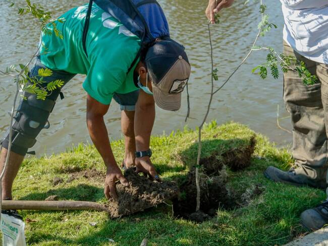 Siembra de árboles en Santa Marta/ Alcaldía de Santa Marta