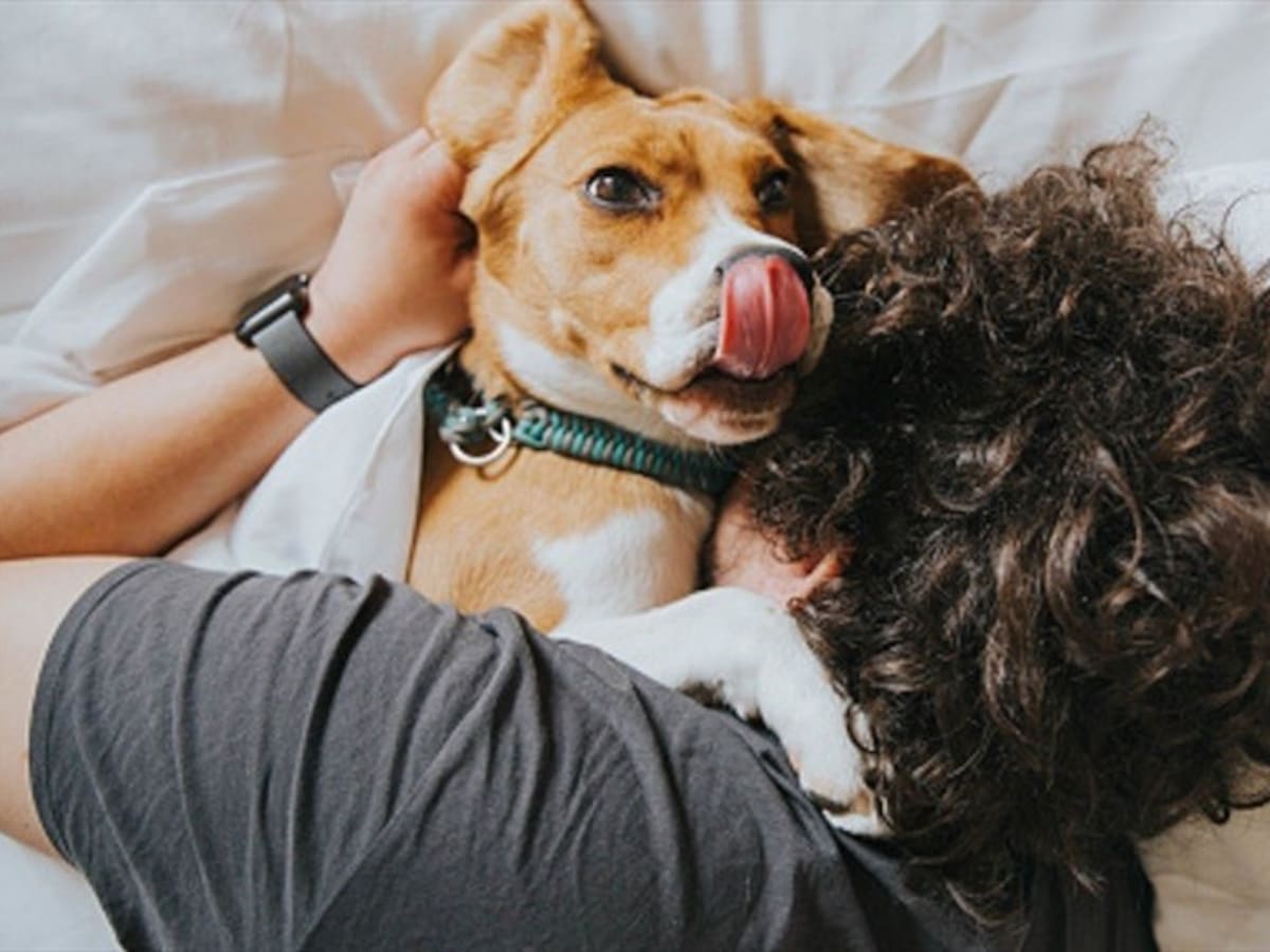 ¿Cómo lleva usted la pérdida de una mascota?