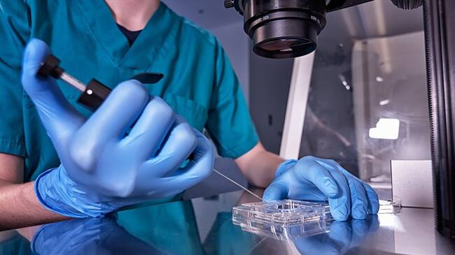 Estudio crea robots vivos hechos con células de rana para revolucionar la salud. Foto: Getty Images/ Antonio Márquez lanza