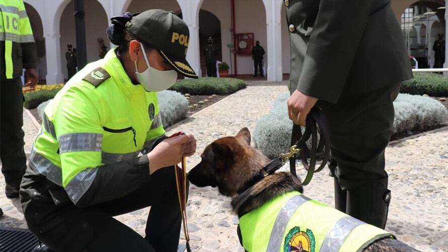 Los carabineros los mantienen bien alimentados, con sus vacunas al día y descansos.  . Foto: Metun
