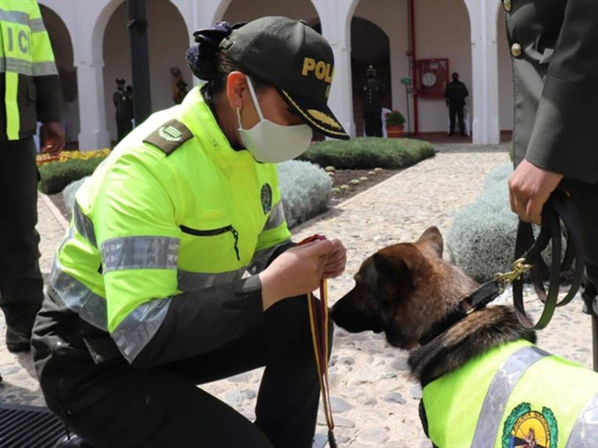 Caninos de la Policía de Tunja han detectado 21 encomiendas con estupefacientes