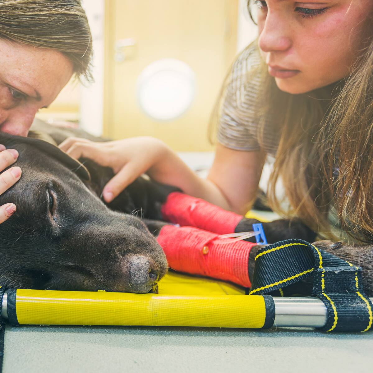 Pleia, la opción para dar un “adiós para siempre” a las mascotas de forma amigable con el medio ambiente