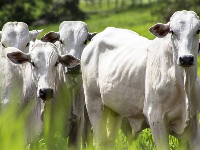 Descubren patilla rellena de carne de contrabando procedente de Venezuela. Foto: Getty Images