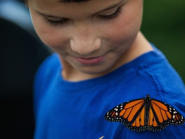 La población de mariposas monarca en California ha disminuido en un 86%, cuáles son los motivos y consecuencias de este fenómeno.. Foto: Getty Images