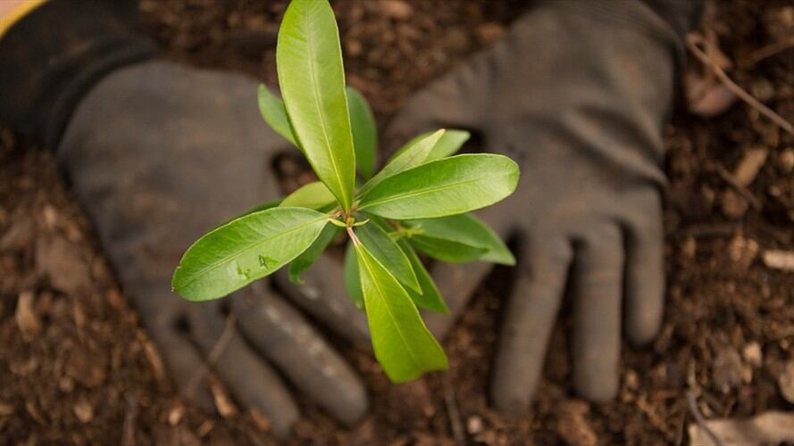 Inicia programa de reforestación en el departamento del Meta. Foto: Getty Images