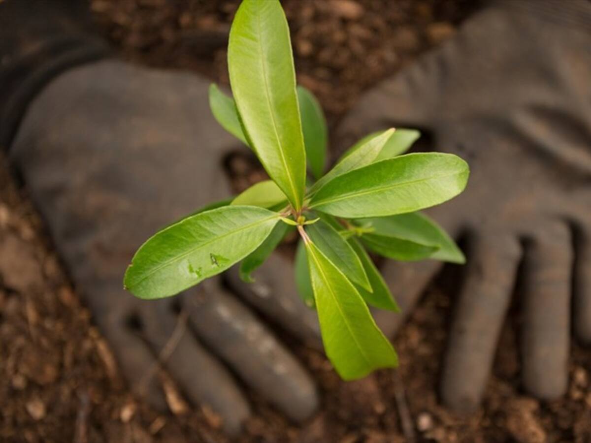 Inicia programa de reforestación en el departamento del Meta